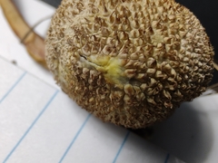 Lycoperdon pulcherrimum