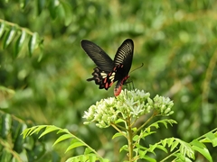 Pachliopta aristolochiae