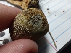 Lycoperdon pulcherrimum