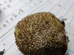 Lycoperdon pulcherrimum