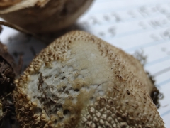 Lycoperdon pulcherrimum