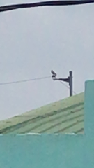 Aves