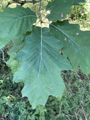 Quercus rubra