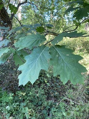 Quercus rubra