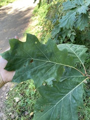 Quercus rubra