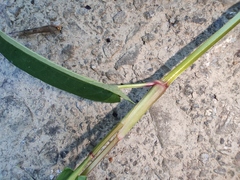 Persicaria hastatosagittata