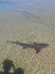 Triakis megalopterus