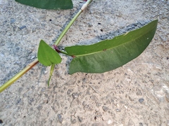 Persicaria hastatosagittata