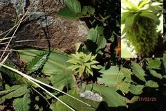 Eucomis autumnalis clavata