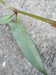 Persicaria hastatosagittata