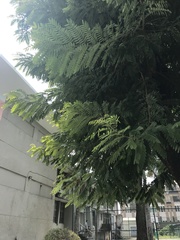Peltophorum