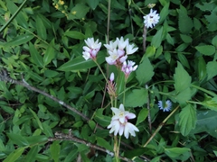 Persicaria hastatosagittata