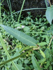 Persicaria hastatosagittata