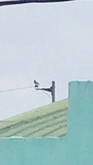 Aves