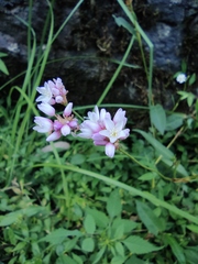 Persicaria hastatosagittata