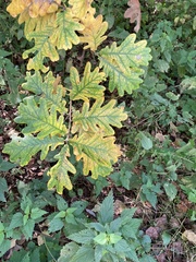 Quercus robur