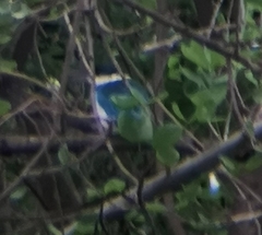 Todiramphus chloris