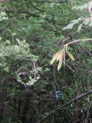 Todiramphus chloris