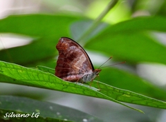Catonephele mexicana