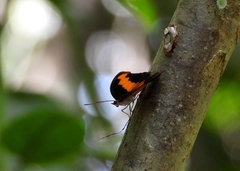 Catonephele mexicana