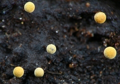 Physarum citrinum