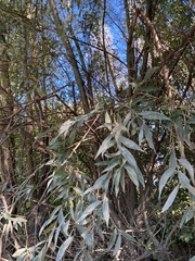 Salix alba