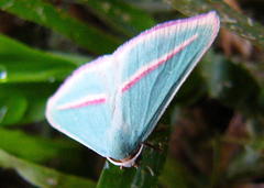 Chlorerythra rubriplaga