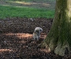 Sciurus carolinensis