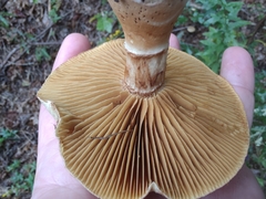 Cortinarius privignoides
