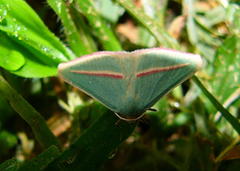 Chlorerythra rubriplaga