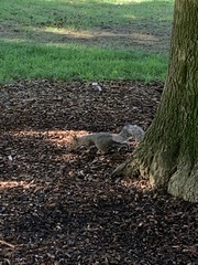 Sciurus carolinensis
