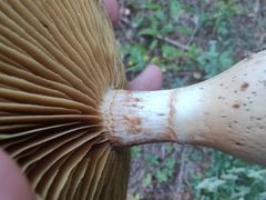 Cortinarius privignoides
