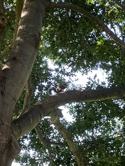 Sciurus carolinensis