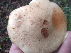 Cortinarius privignoides