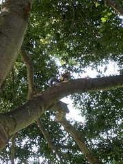 Sciurus carolinensis