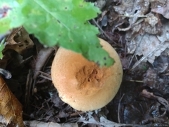 Cortinarius privignoides