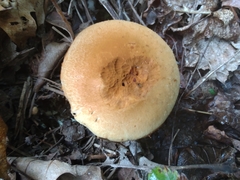 Cortinarius privignoides
