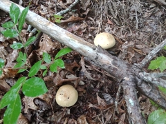Cortinarius privignoides