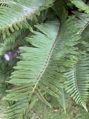 Polystichum munitum