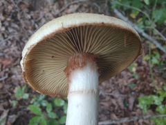 Cortinarius privignoides