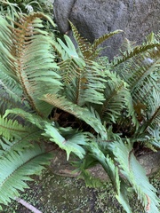 Polystichum munitum