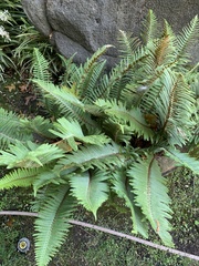 Polystichum munitum