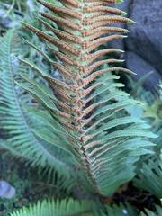 Polystichum munitum