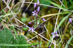 Gentianella rapunculoides