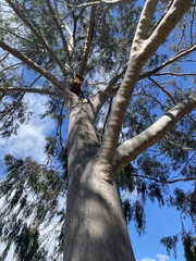 Corymbia maculata