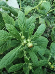 Carpesium abrotanoides