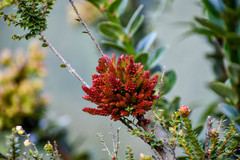 Disterigma acuminatum