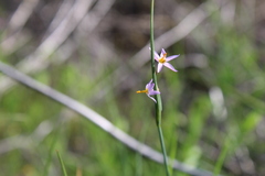 Olsynium scirpoideum