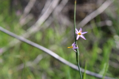 Olsynium scirpoideum