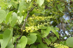 Dioscorea sylvatica sylvatica